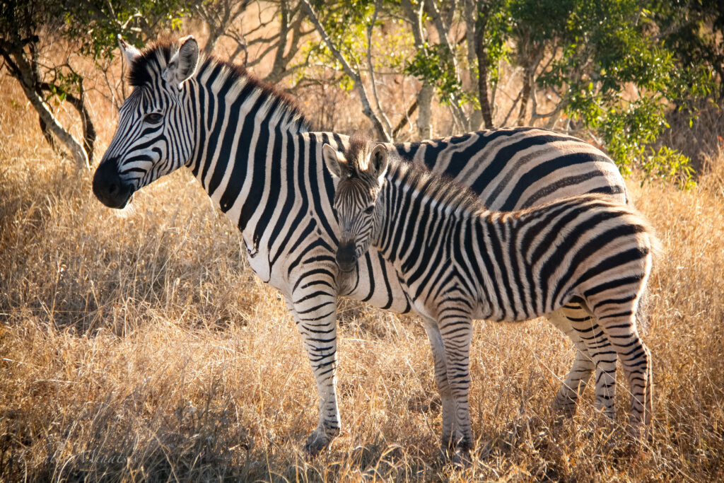 South African Safari