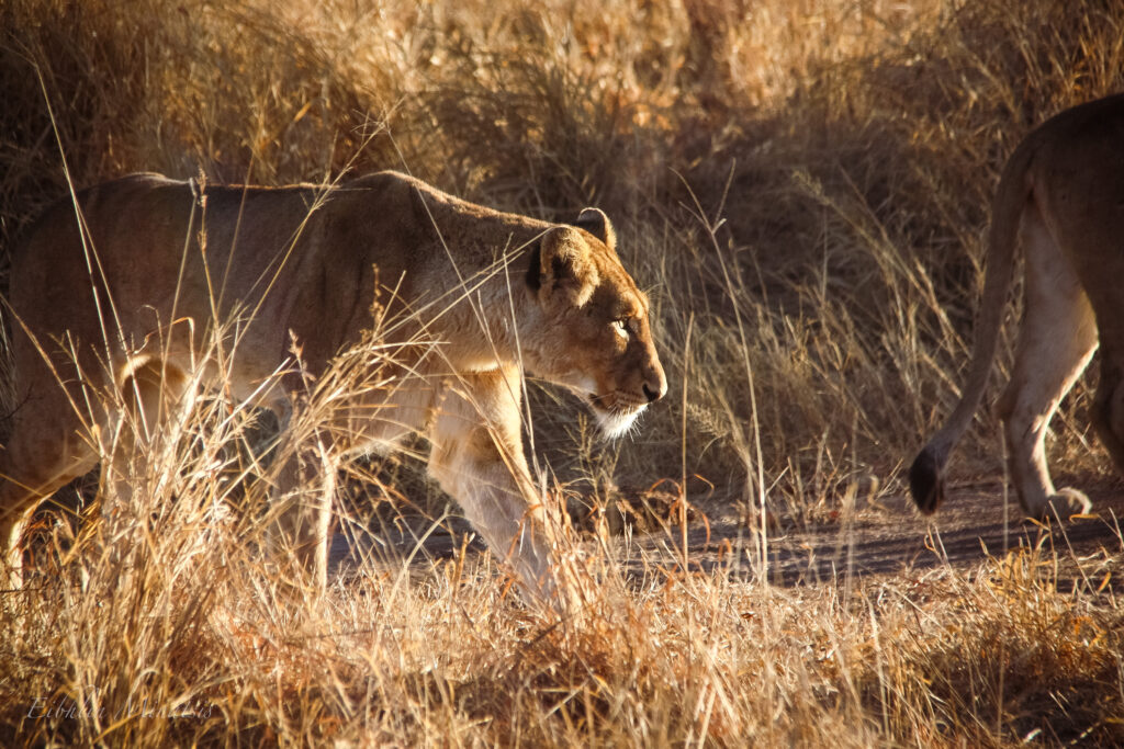 South African Safari