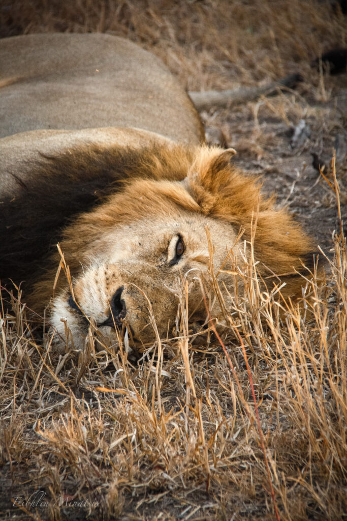 South African Safari