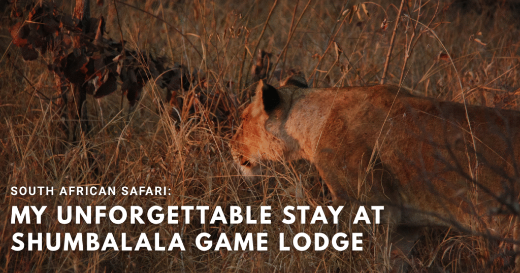 South African Safari